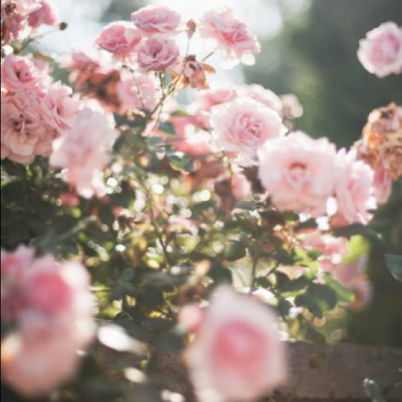 Meet your Posher, Joss - Picture 1 of 1